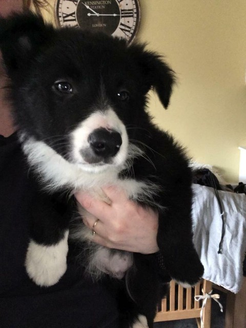 border collie pups gumtree